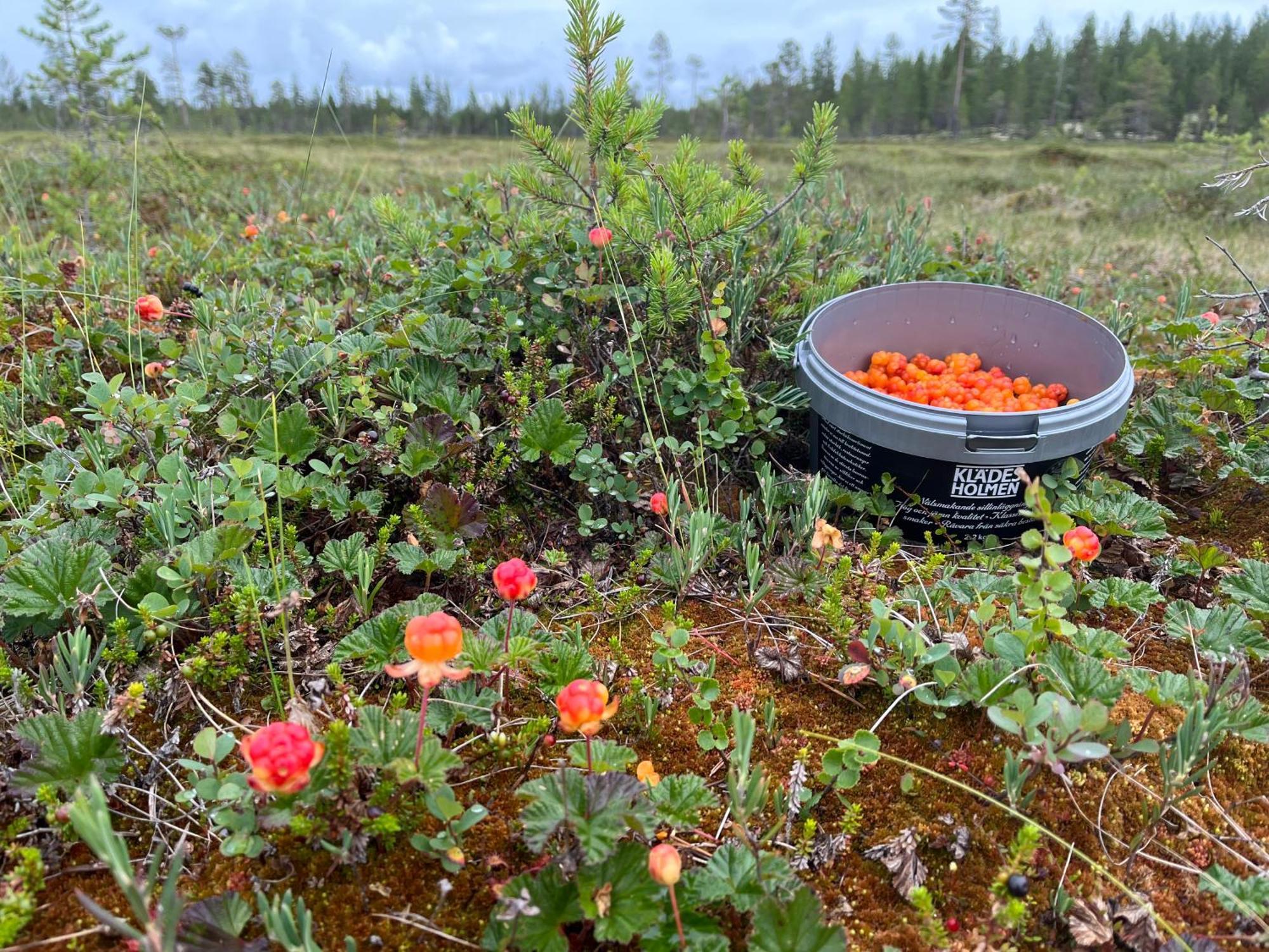 Knappgarden Särna Esterno foto