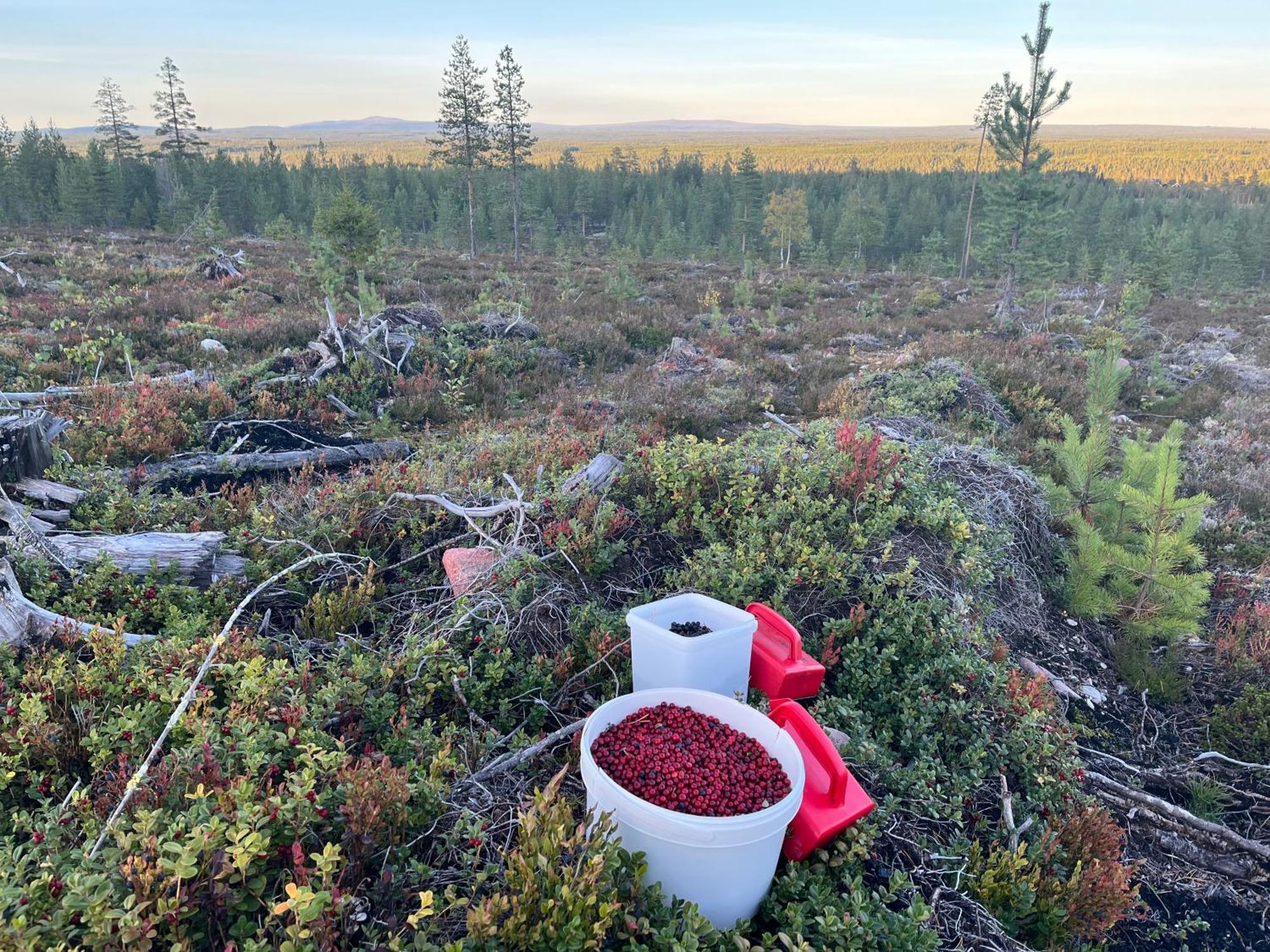 Knappgarden Särna Esterno foto