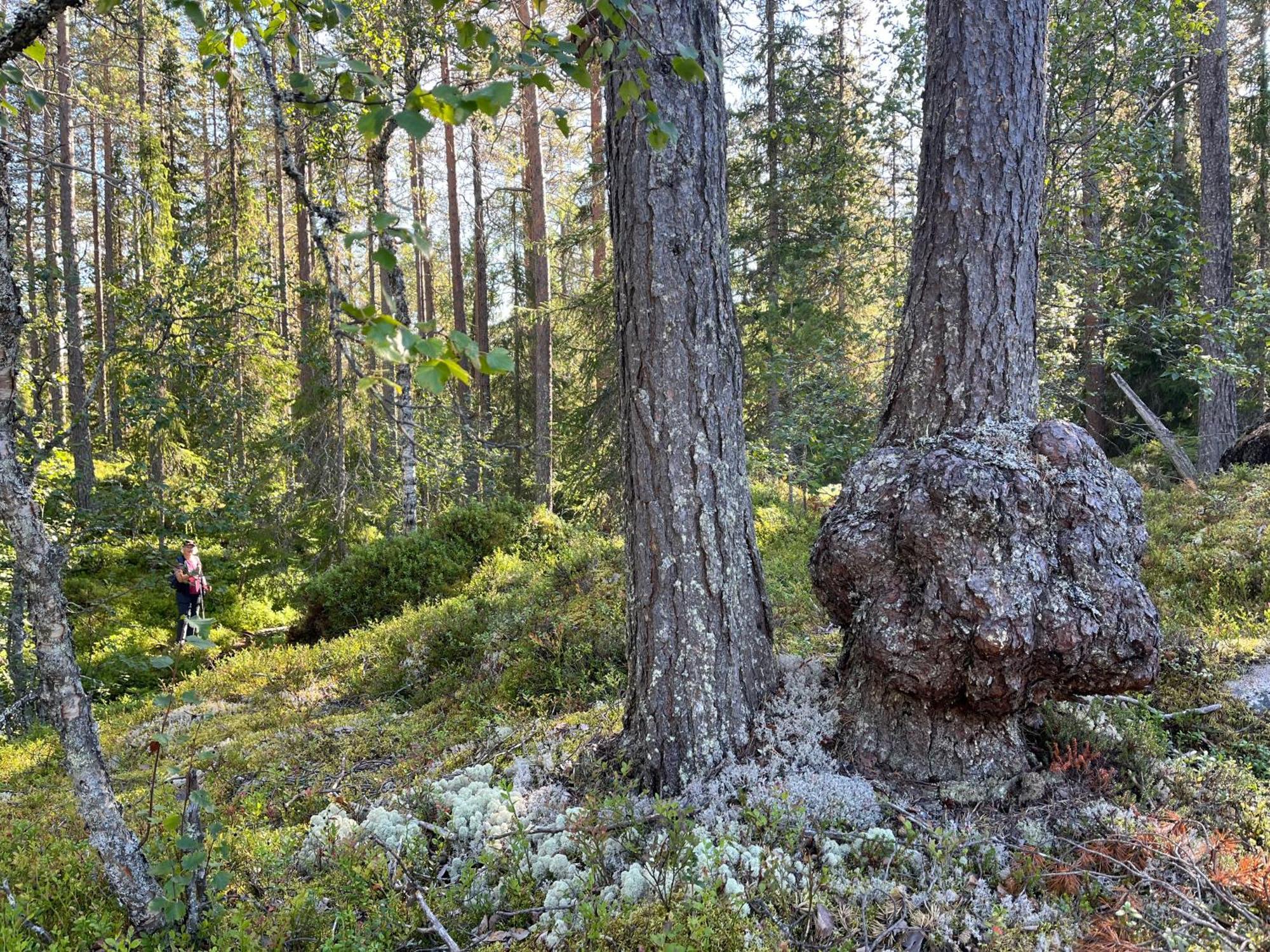 Knappgarden Särna Esterno foto